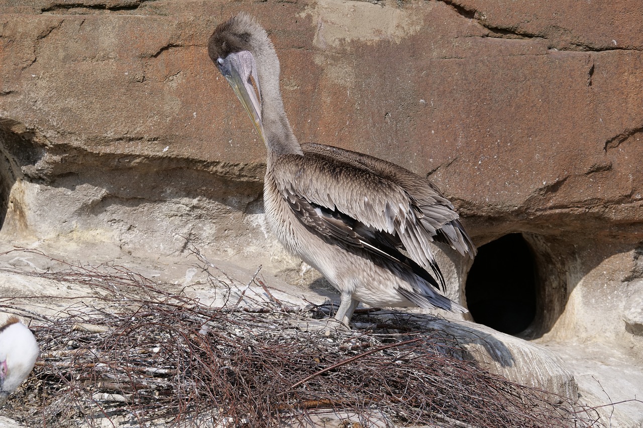 sea pelican  pelikan  waterfowl free photo