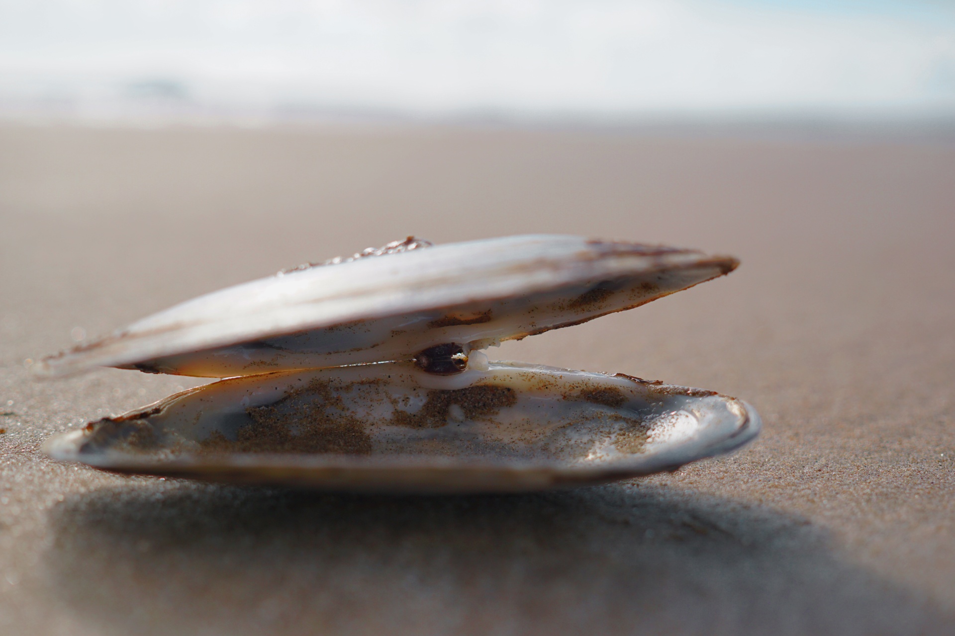 shell sea wales free photo