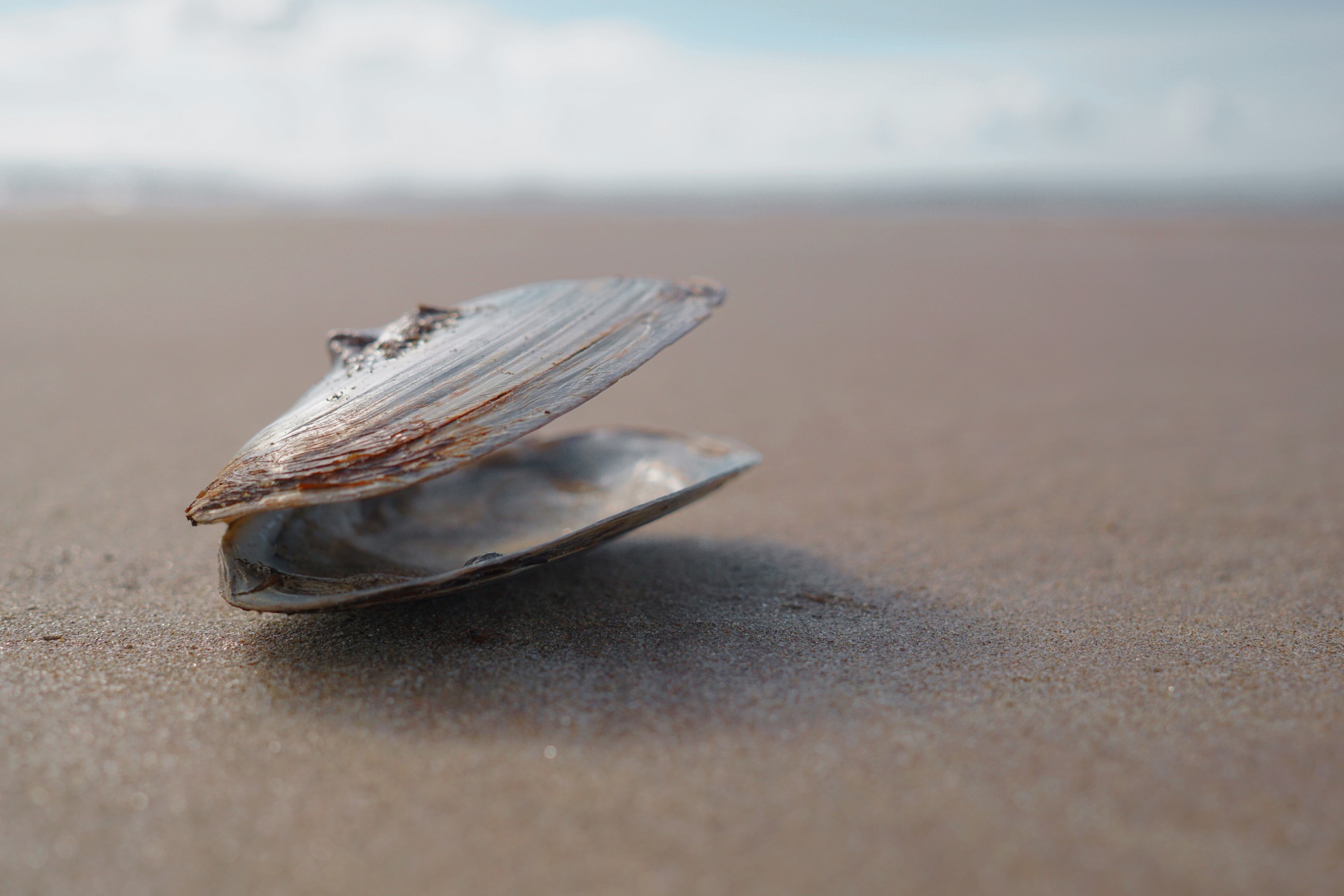 shell sea wales free photo