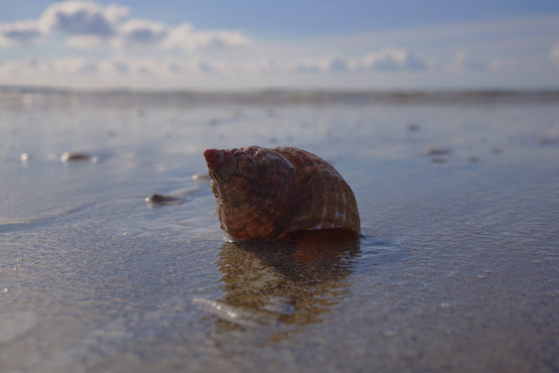 shell sea wales free photo