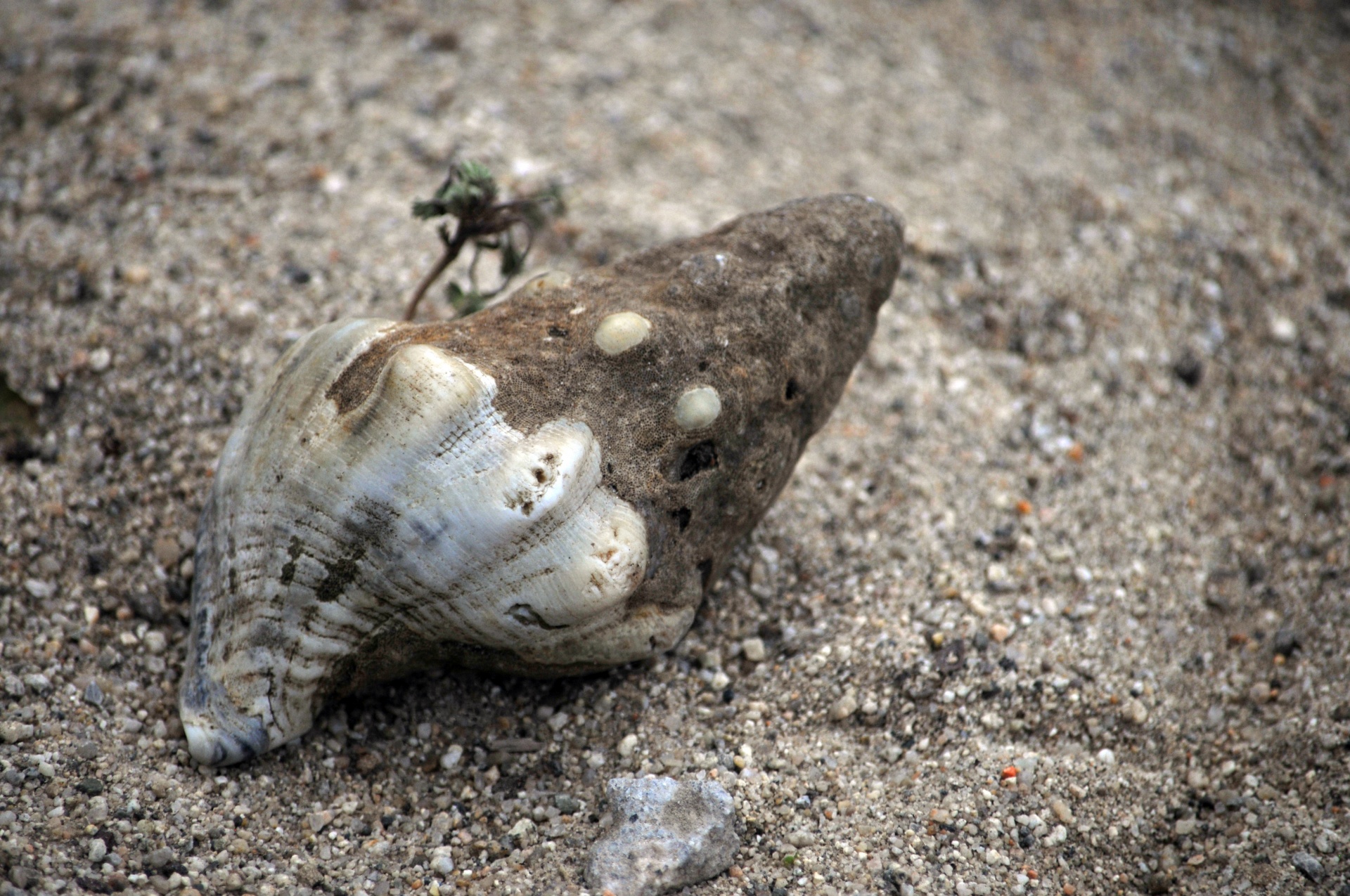 shell shells conch free photo
