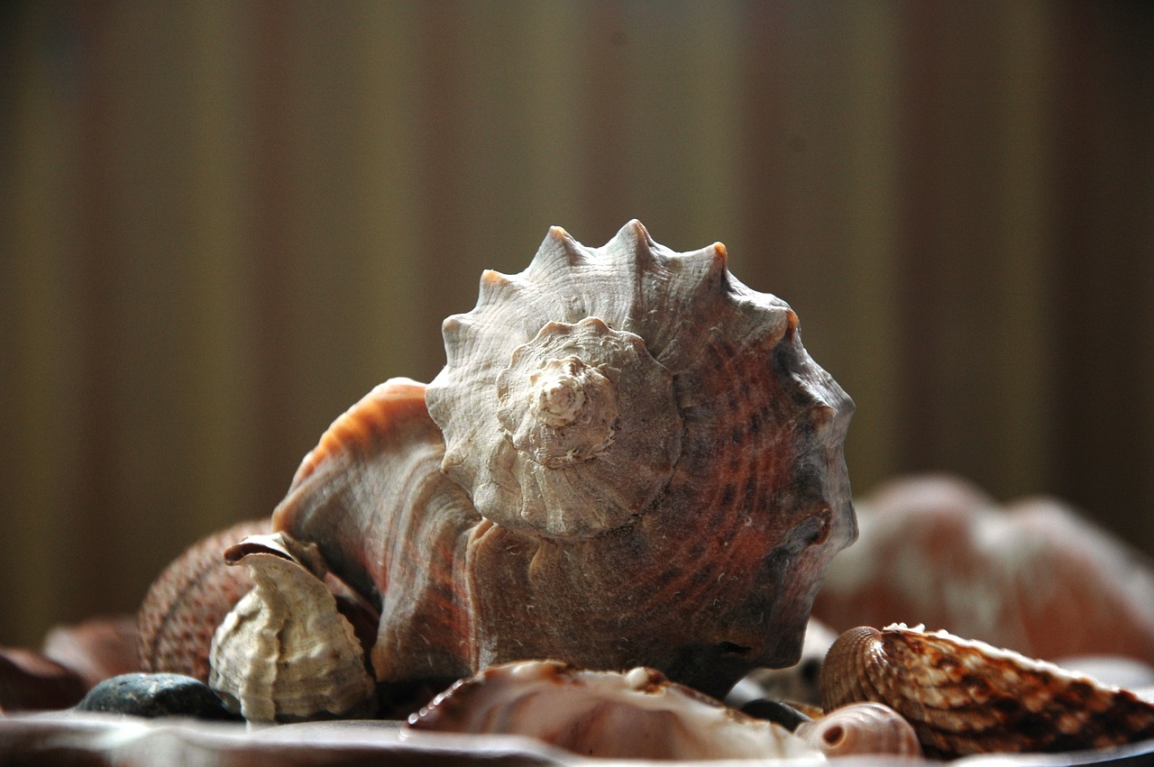 sea ​​shell spiral close eye on free photo
