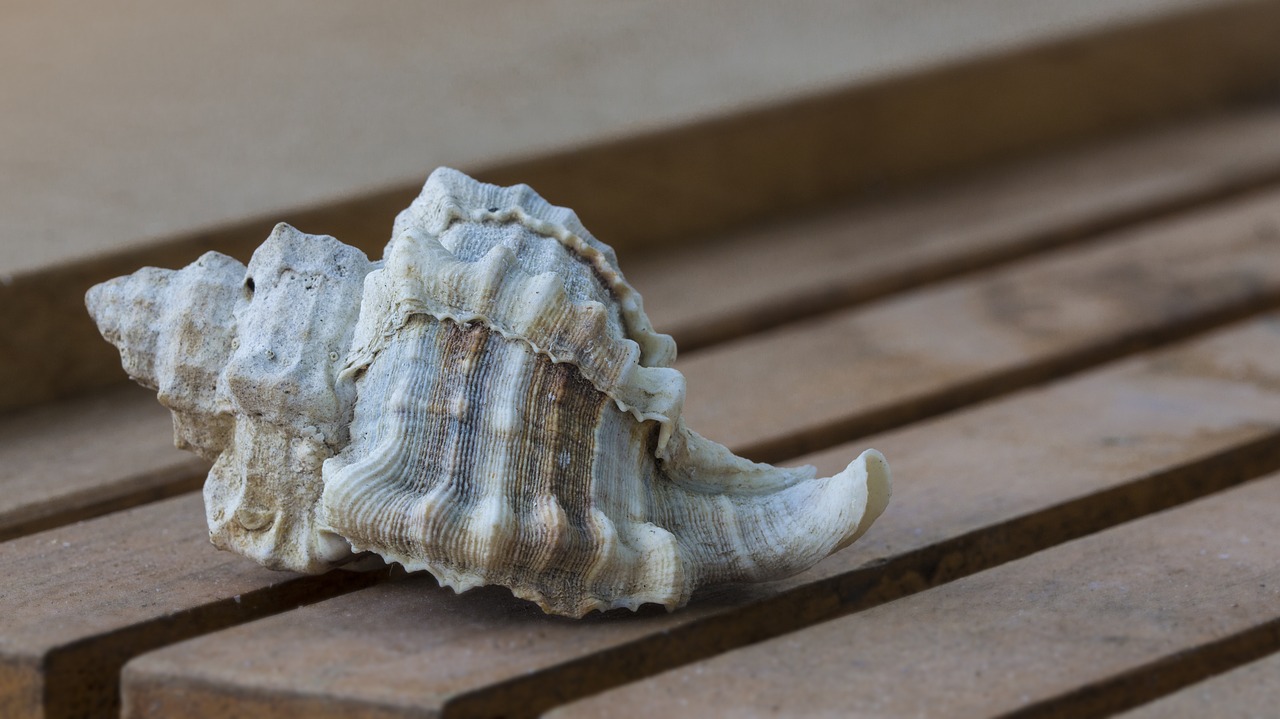 sea shell marine nature free photo