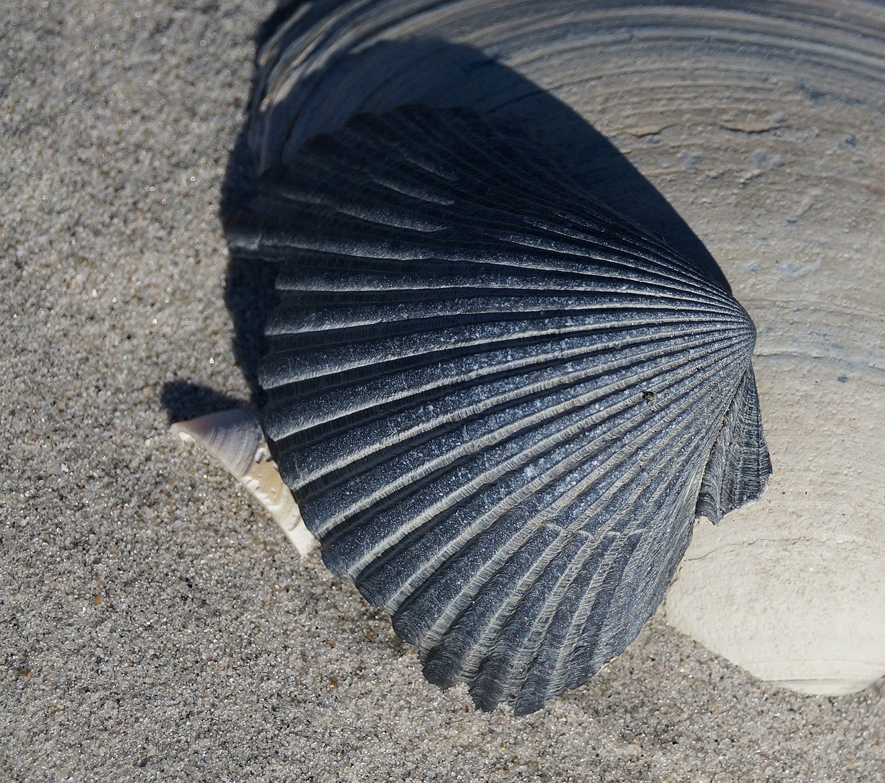 sea shell sand beach free photo