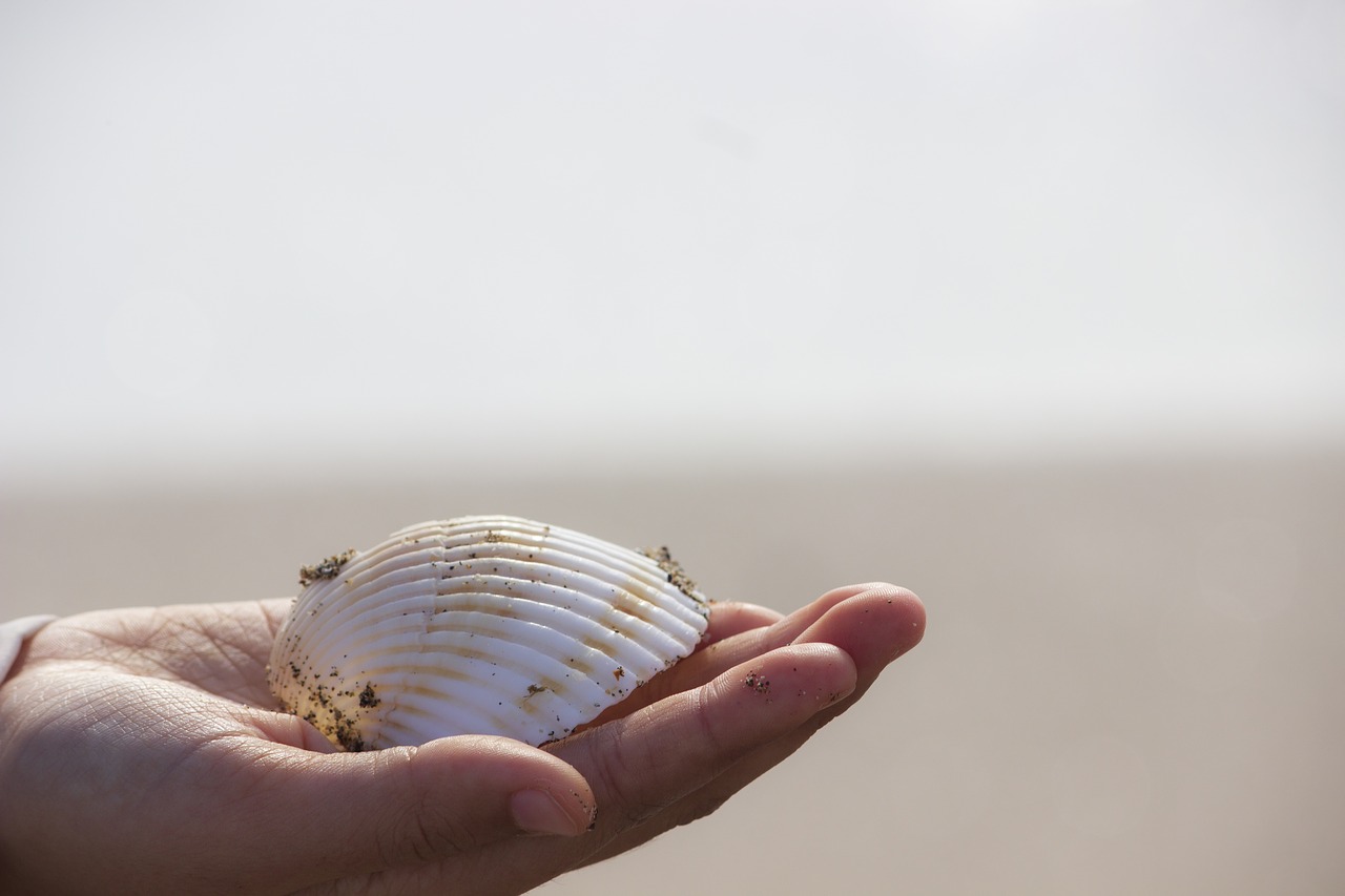 sea shell  hand  sea free photo