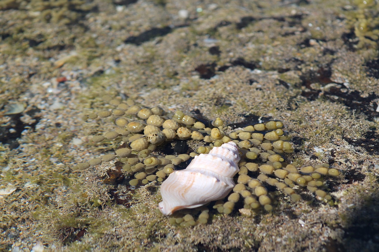 sea shell sea ocean free photo