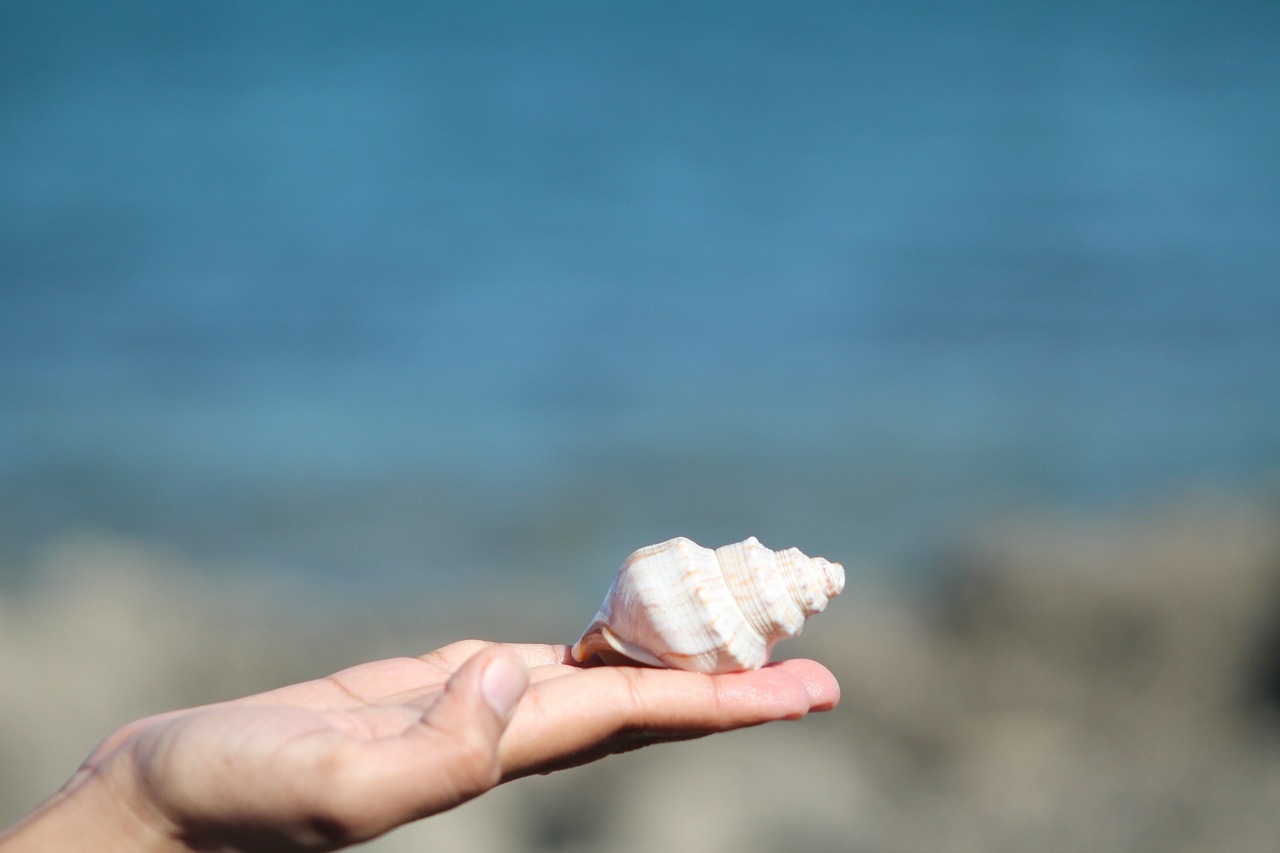 sea shell sea ocean free photo