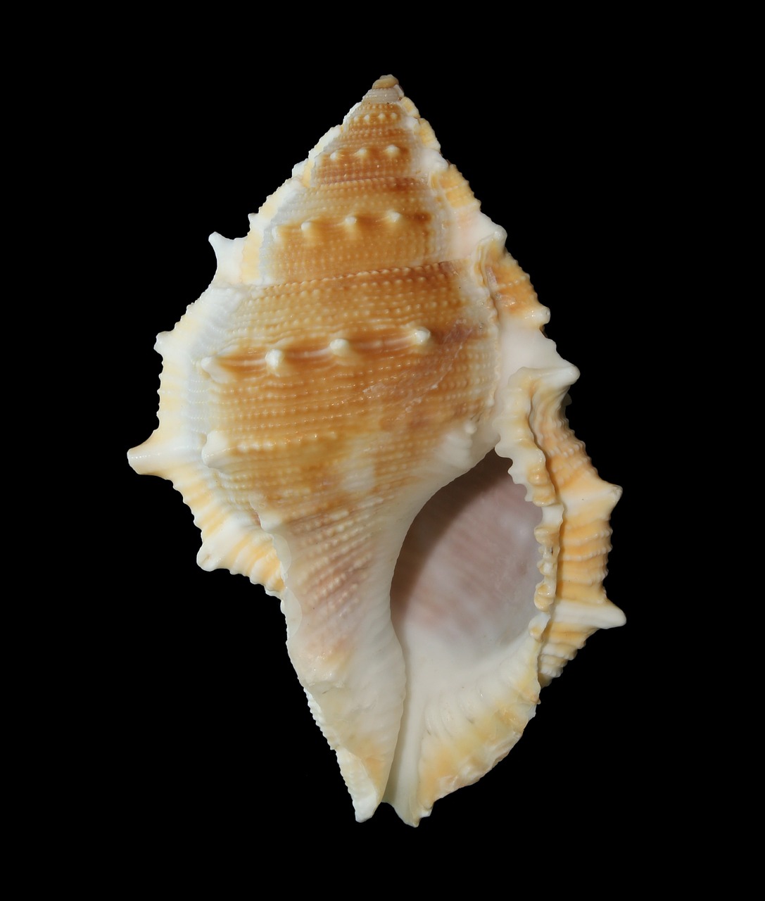 sea shell mollusk ocean free photo