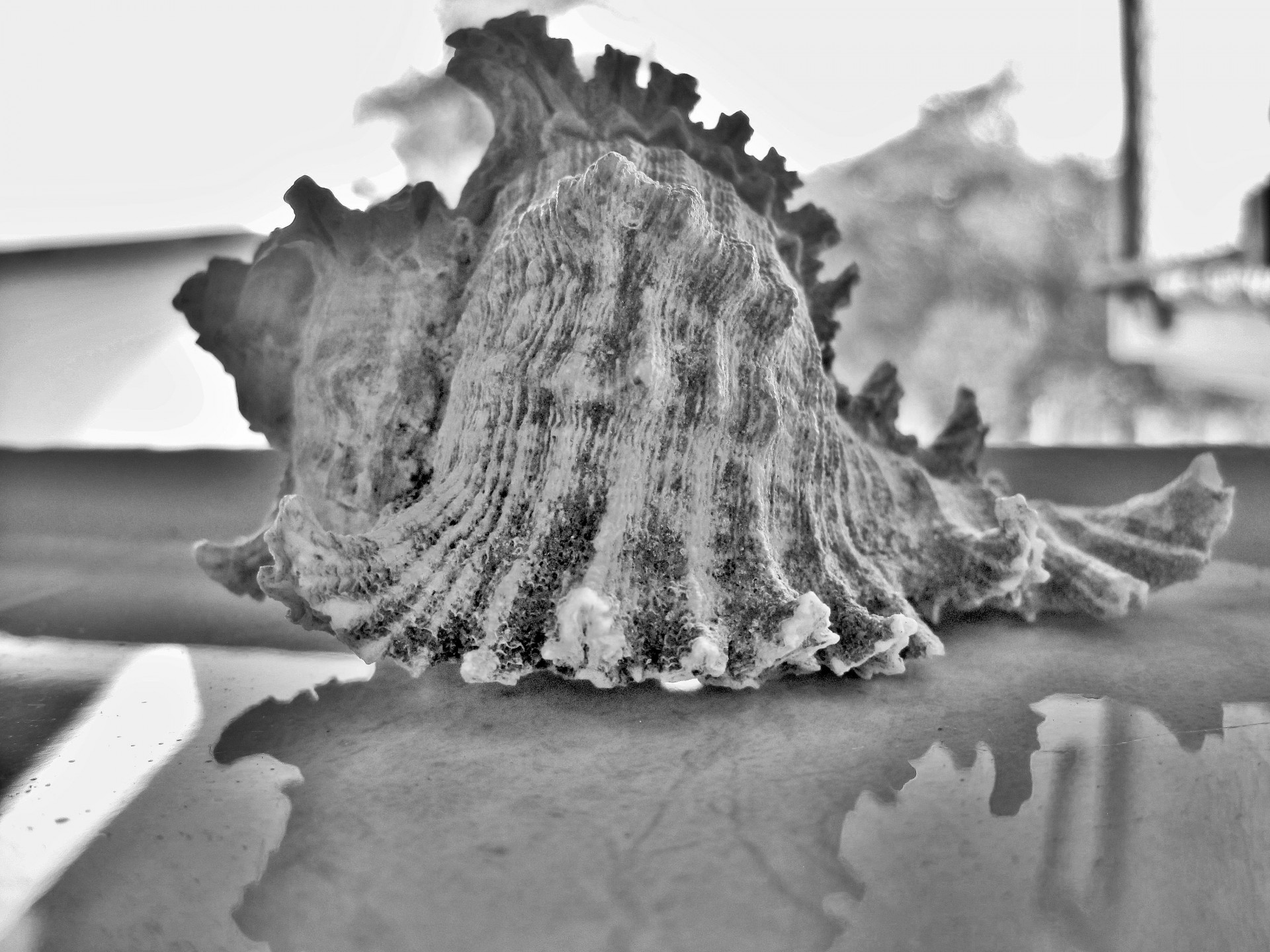 sea shell conch black white free photo