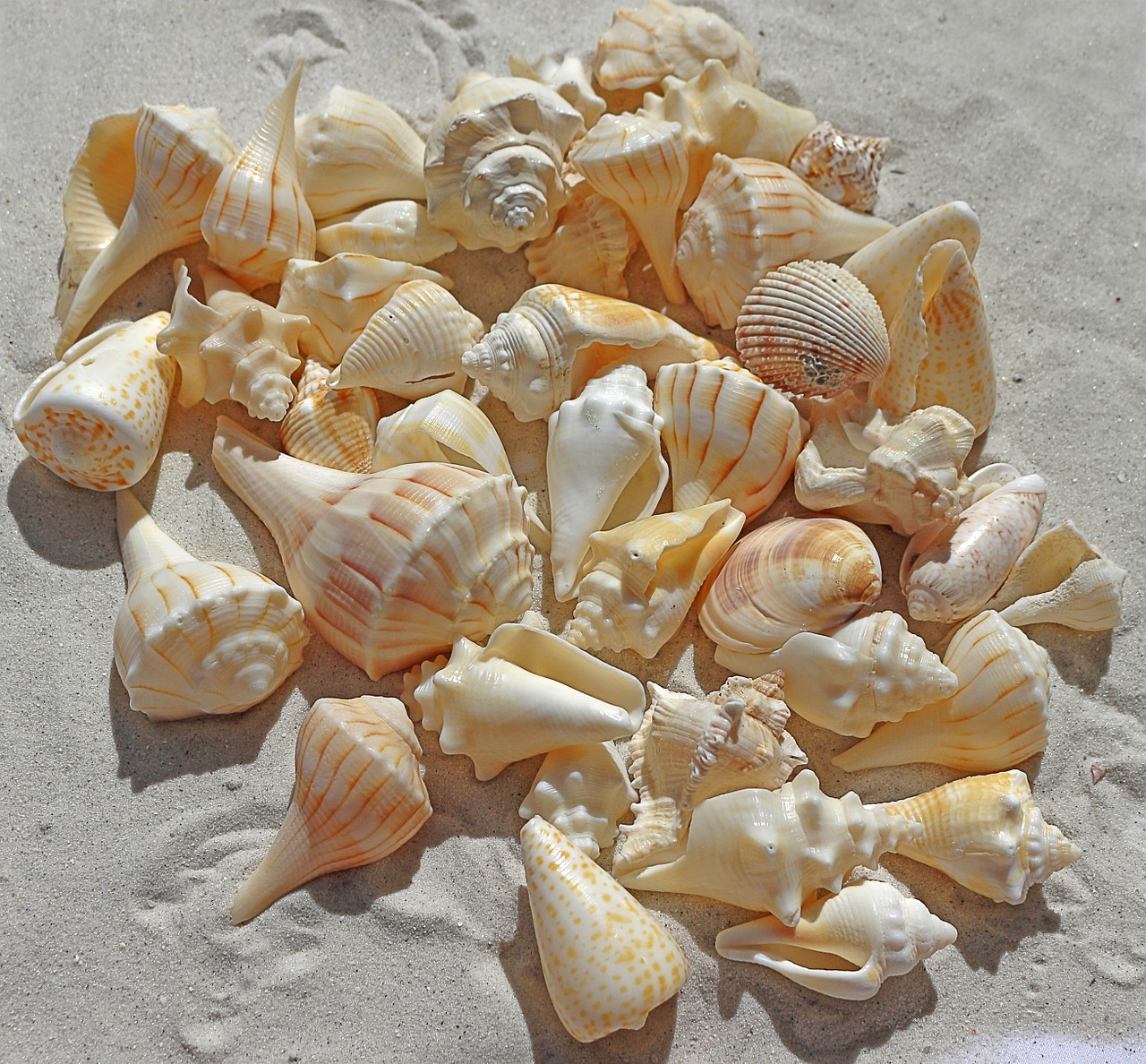 sea shells sea beach sand free photo