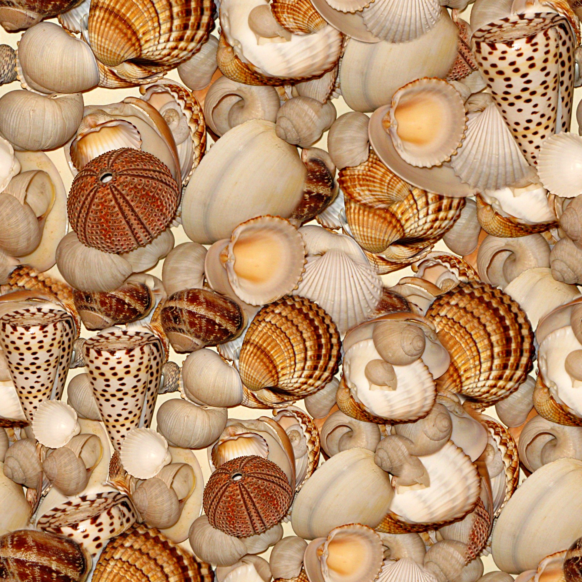 background sea shells free photo