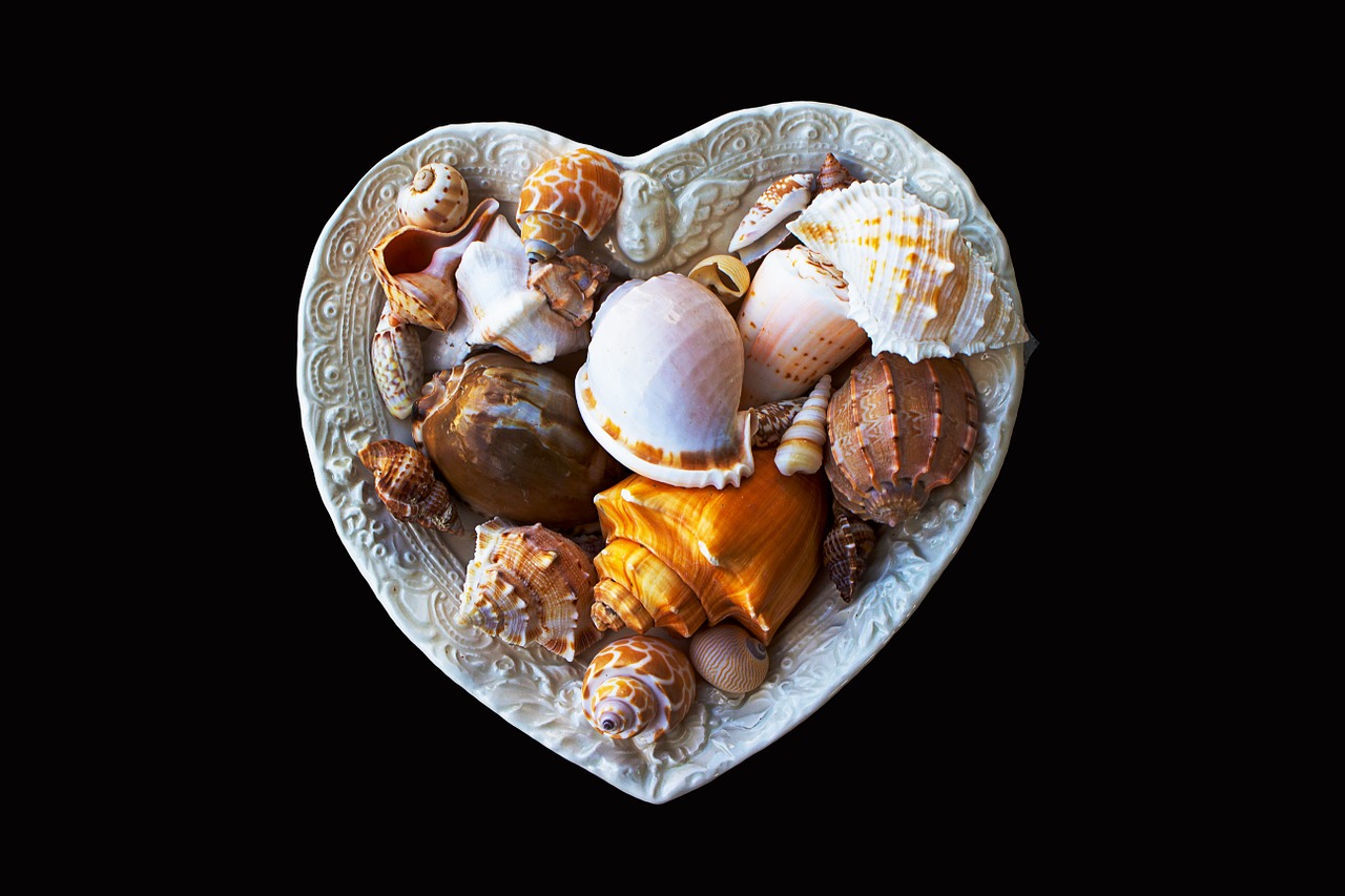 sea shells molluscs sea free photo