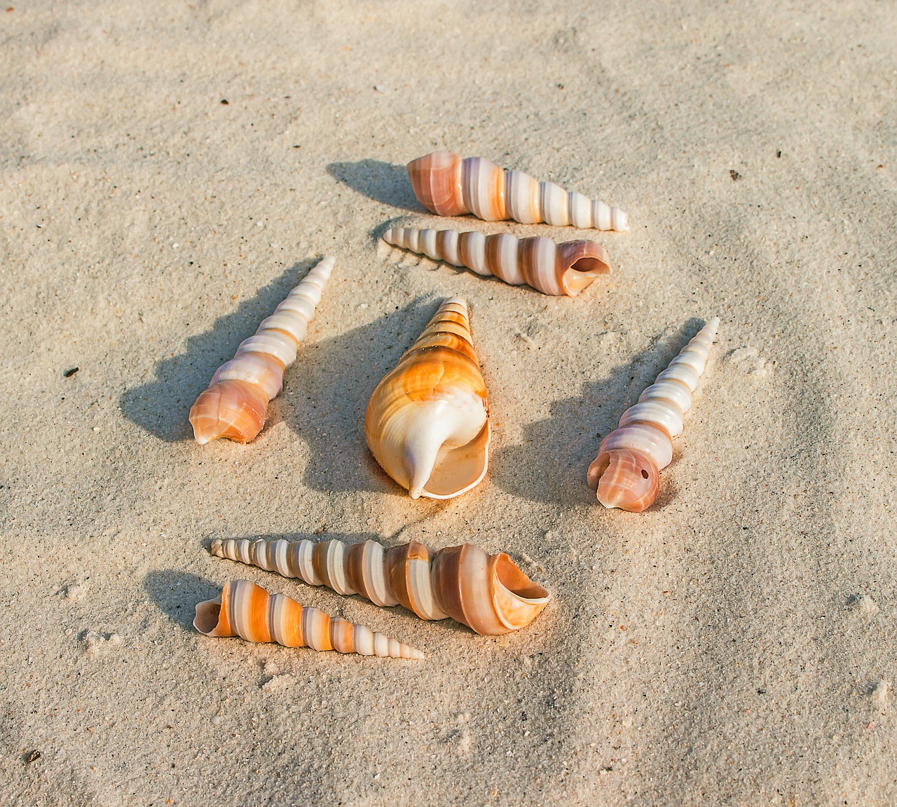 sea shells sand beach free photo