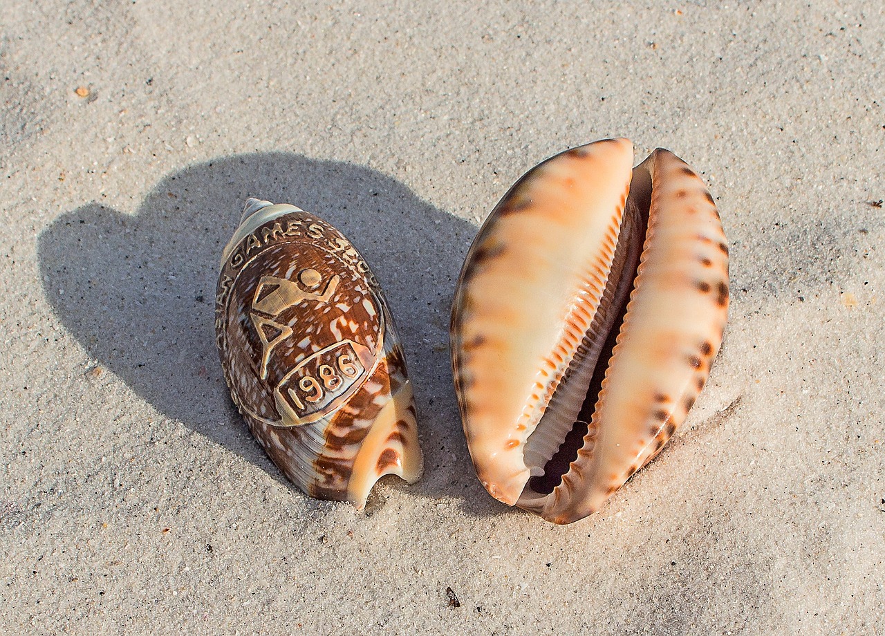 sea shells souvenir beach free photo