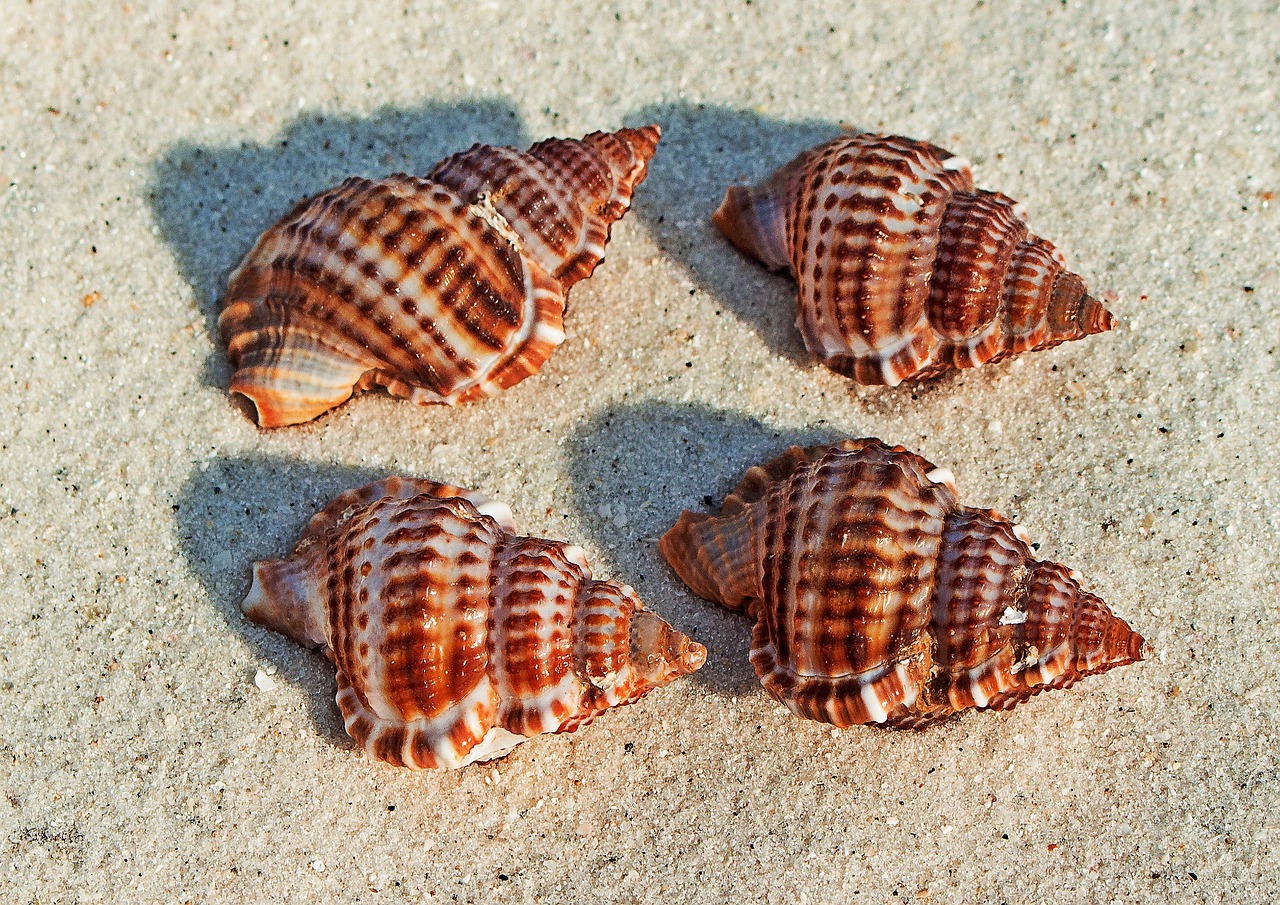 sea shells beach beach sand free photo