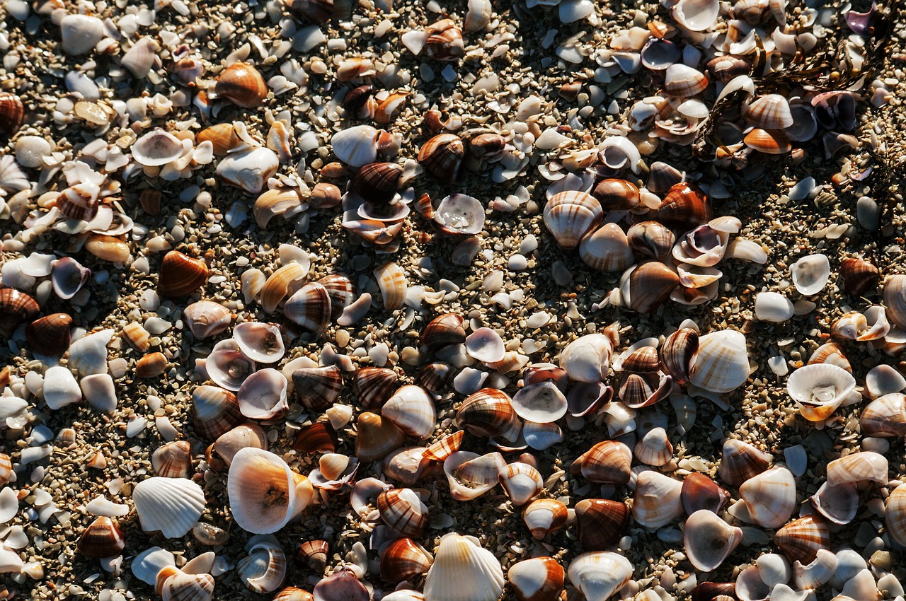 sea shells sand rocks free photo