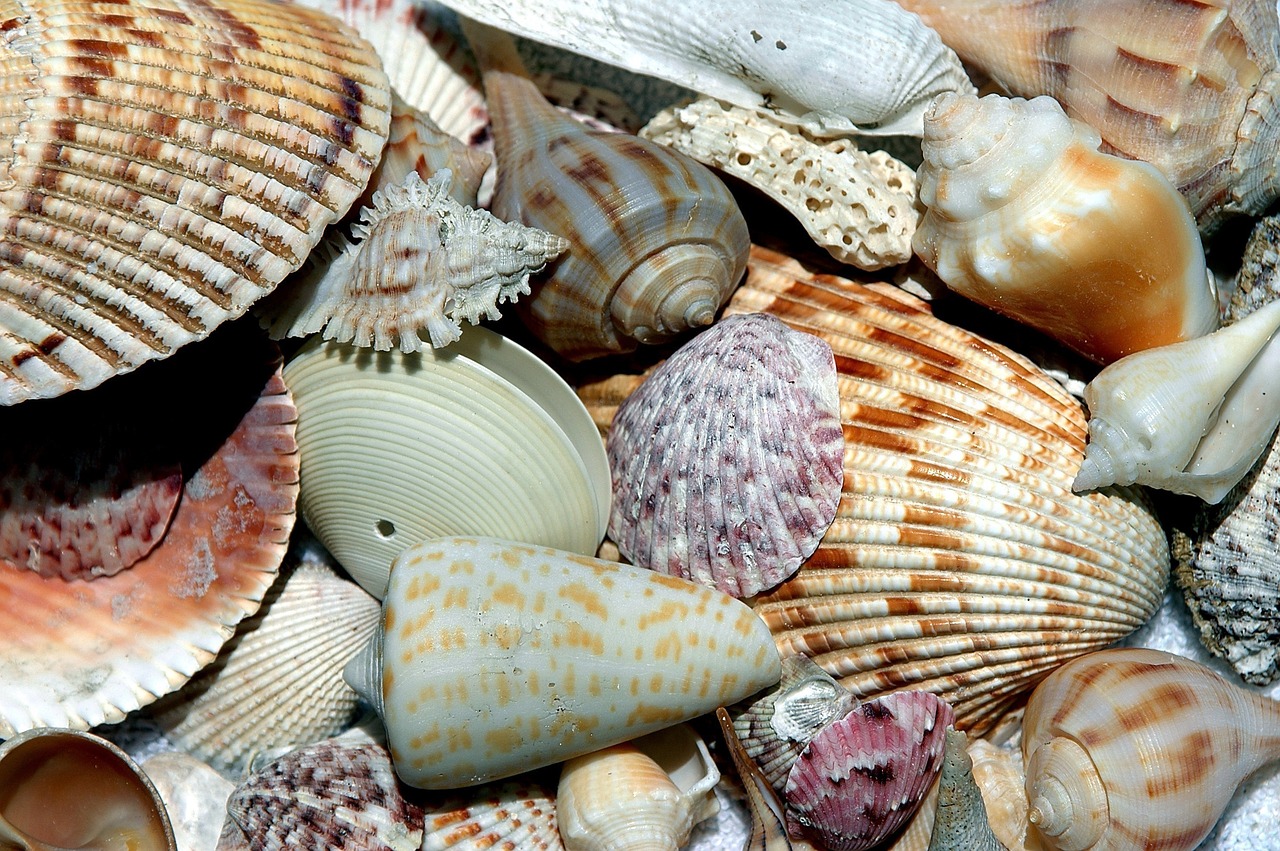 sea shells shell beach shell free photo