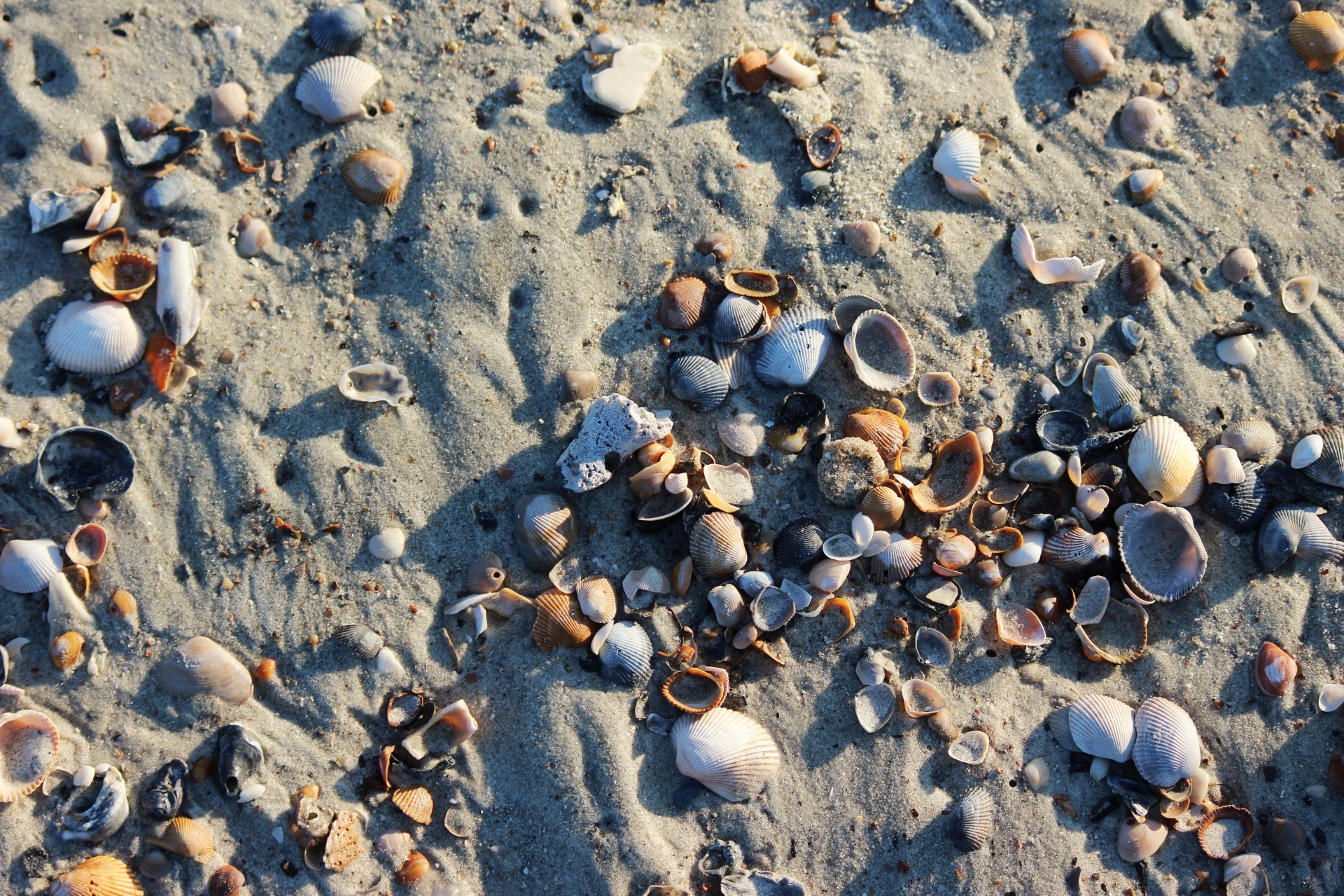 shells sand ridges free photo