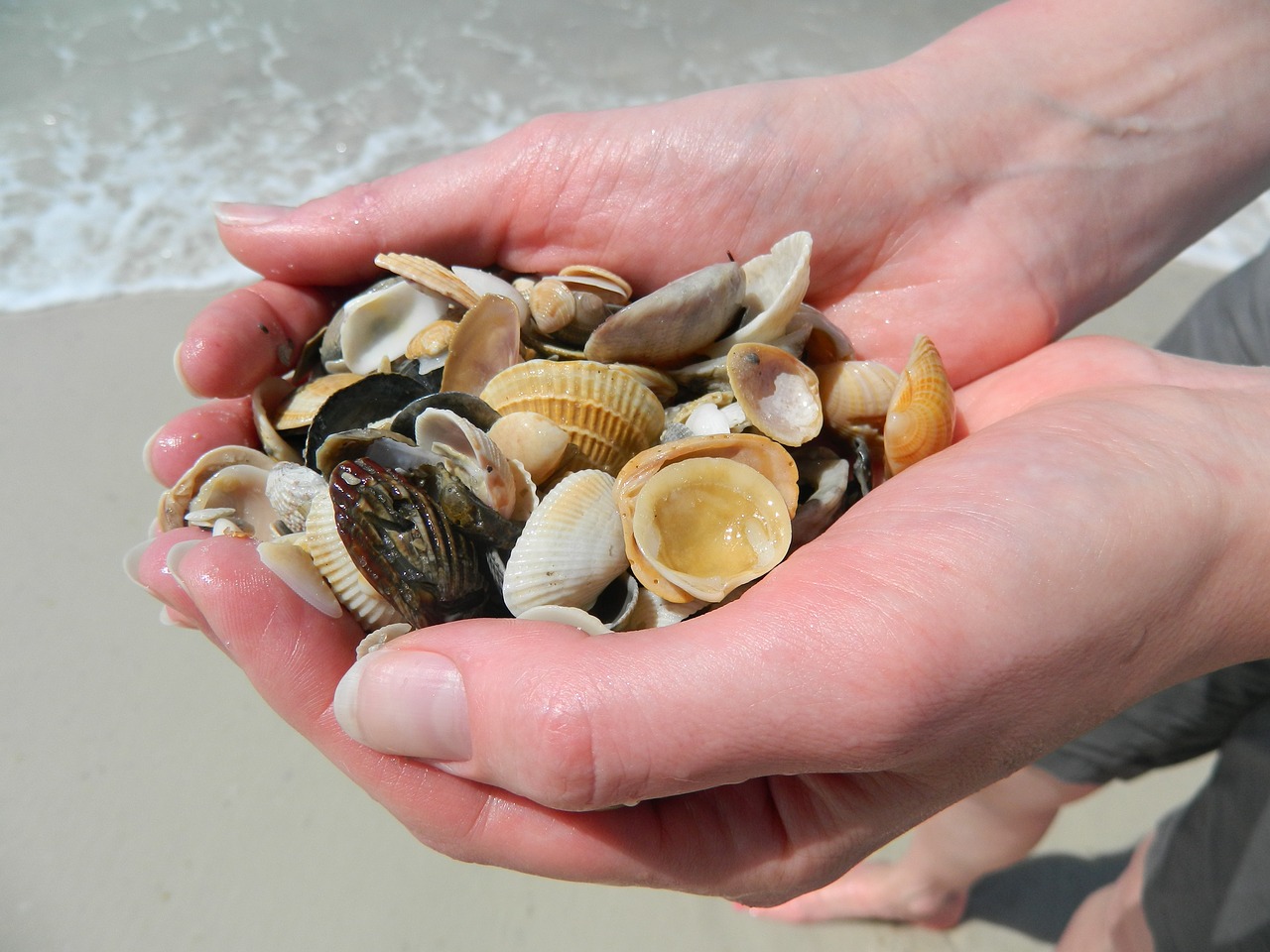 sea shells hands beach free photo