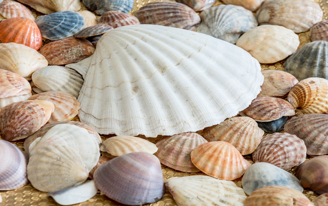 sea shells shells sea free photo
