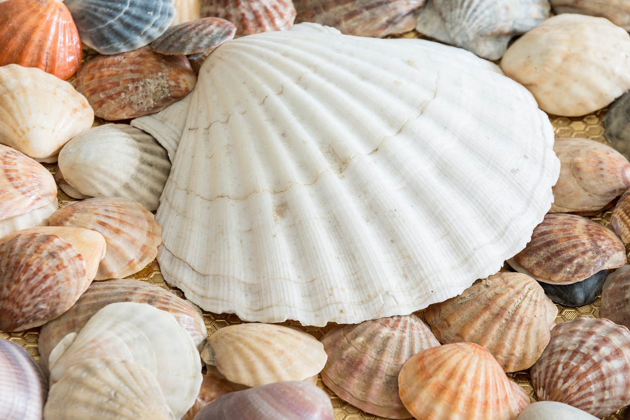 sea shells shells sea free photo