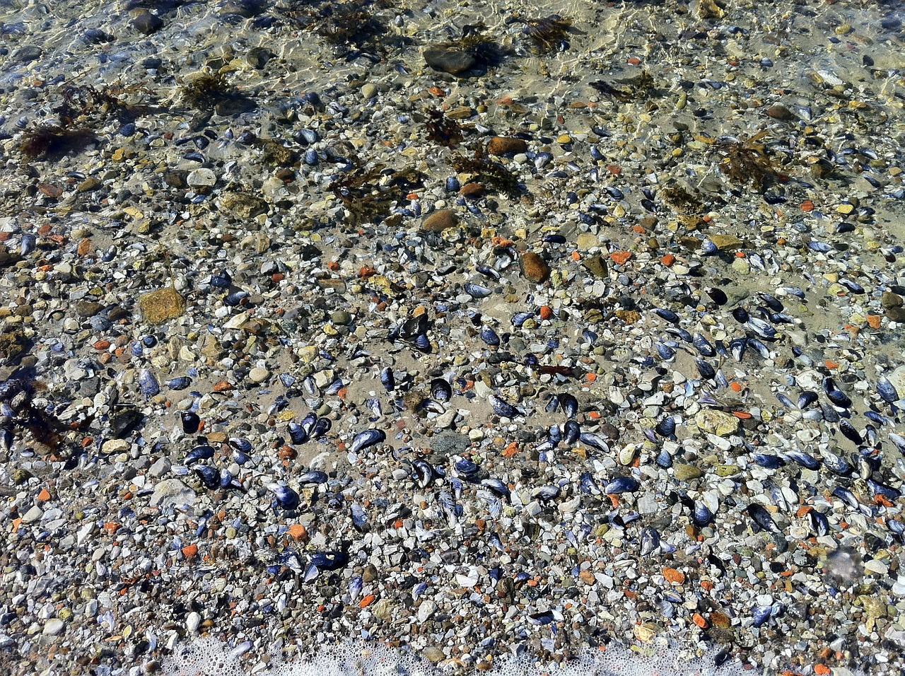 sea shells beach sea free photo
