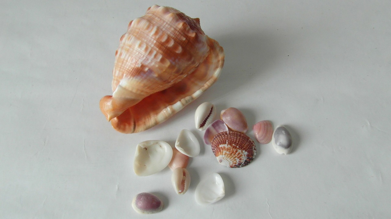 sea shells shells sea life free photo