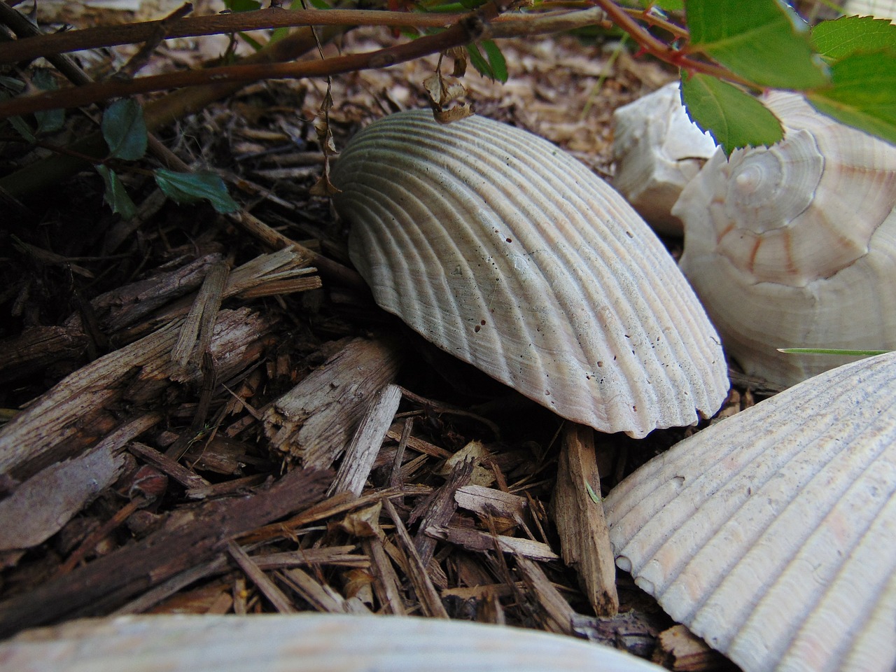 sea shells mulch decorative free photo
