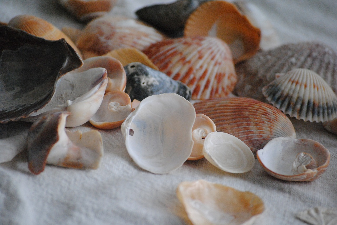 sea shells spilled out nature free photo