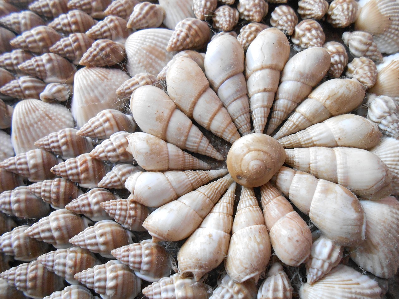 sea shells shells sea free photo