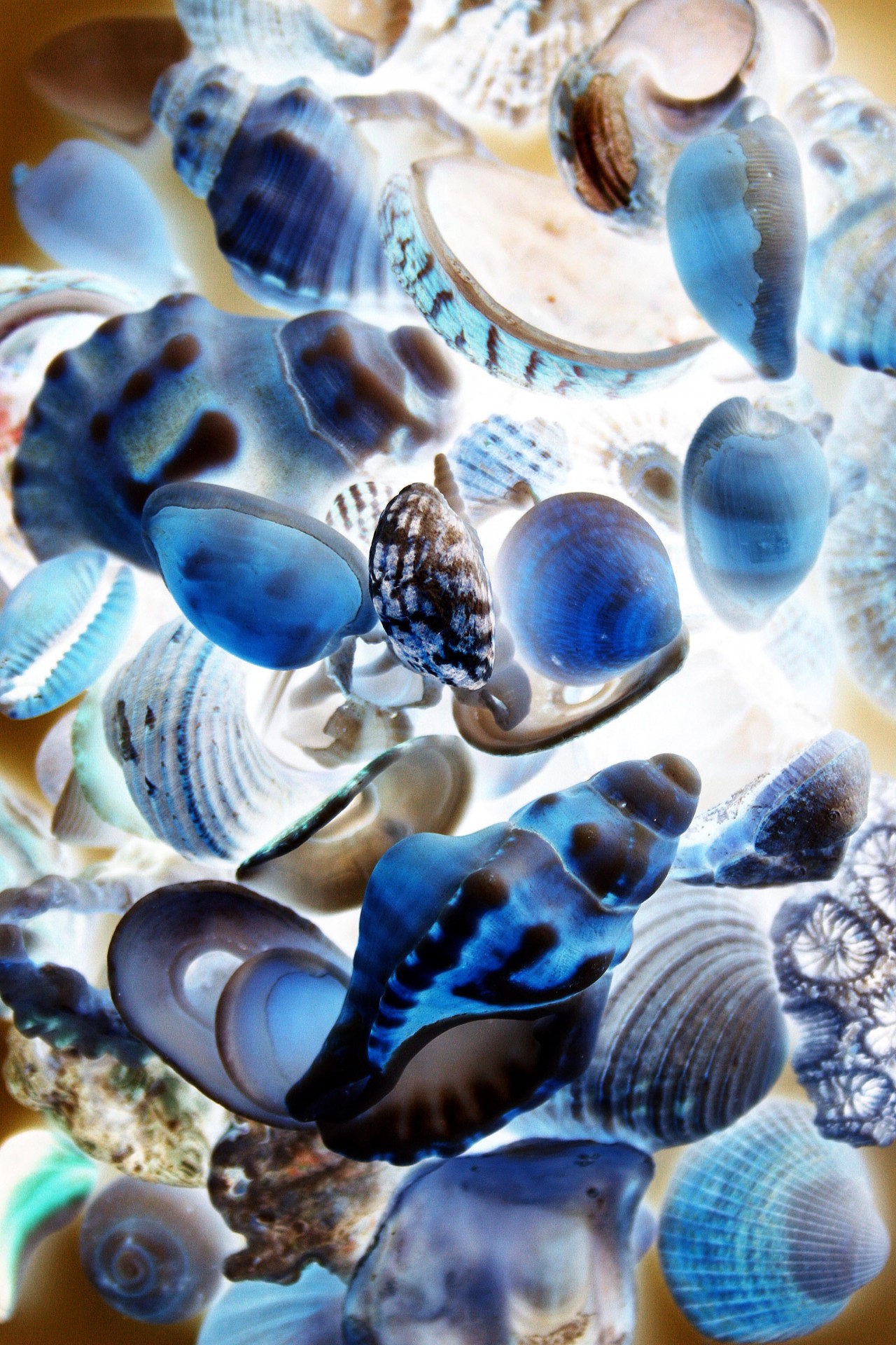 shells sea fragile free photo