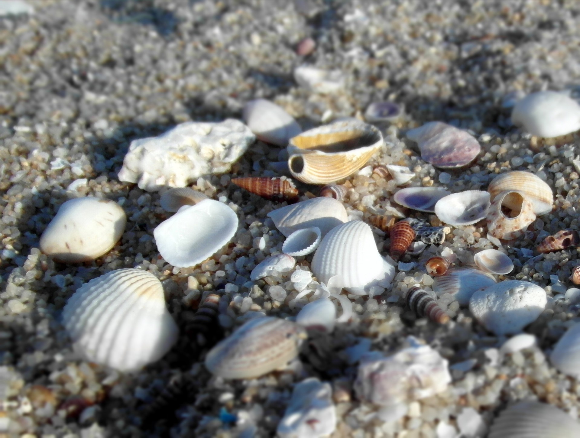 sea shells seashells free photo