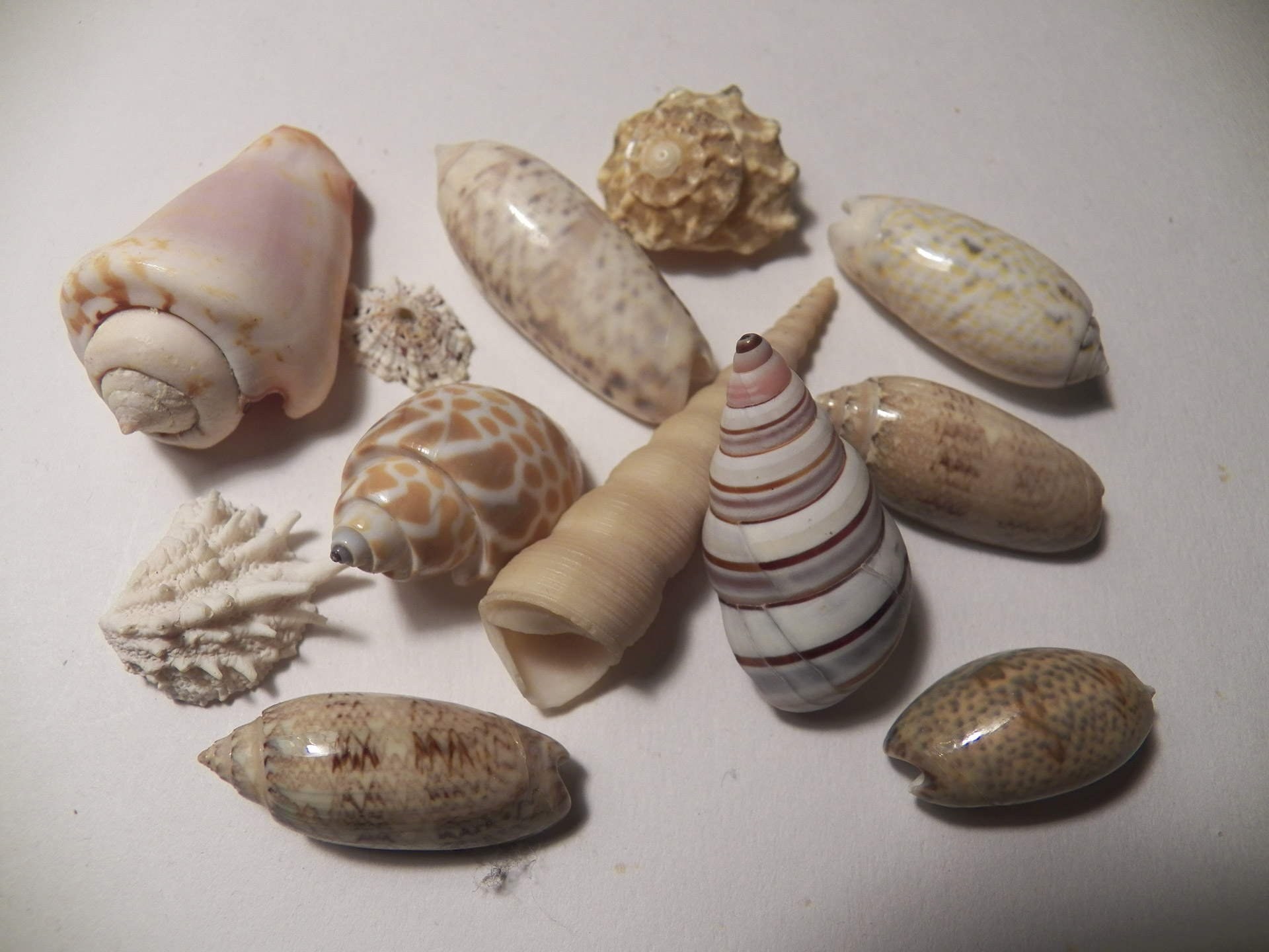sea shells shells ocean free photo