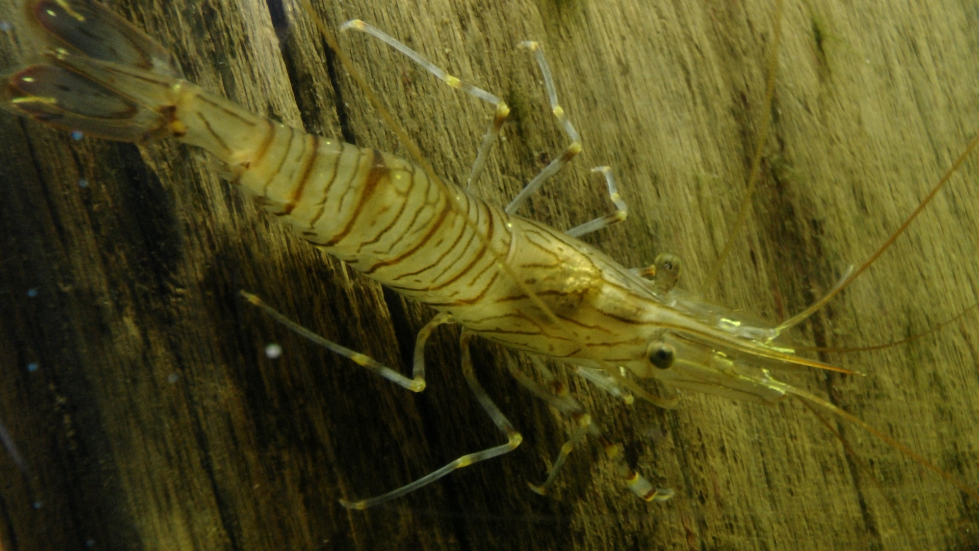 shrimp shrimps decapod free photo