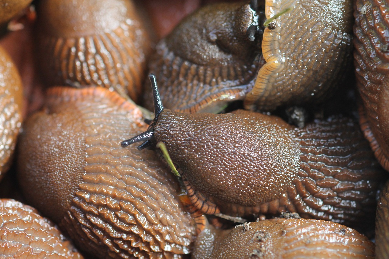 sea slugs pests snail plague free photo