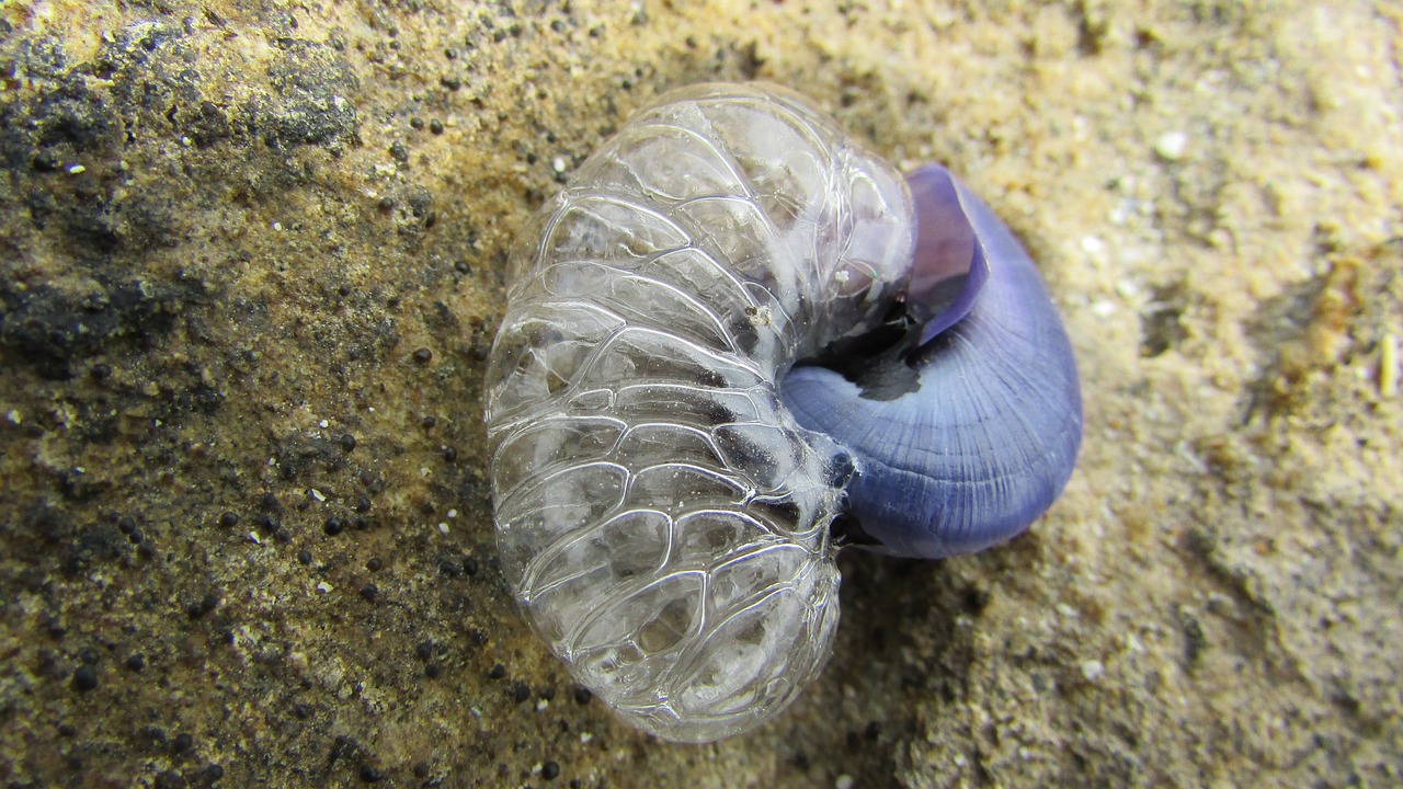 sea snail beach animal free photo