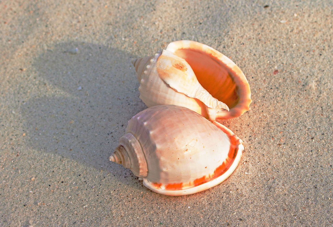sea snail shells sand free photo