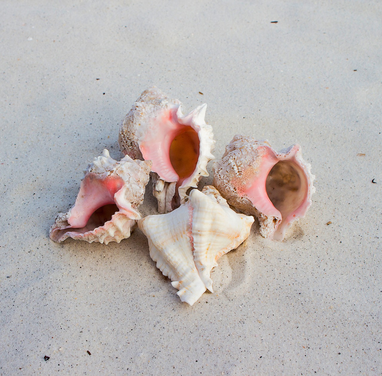 sea snail shells hexaplex free photo