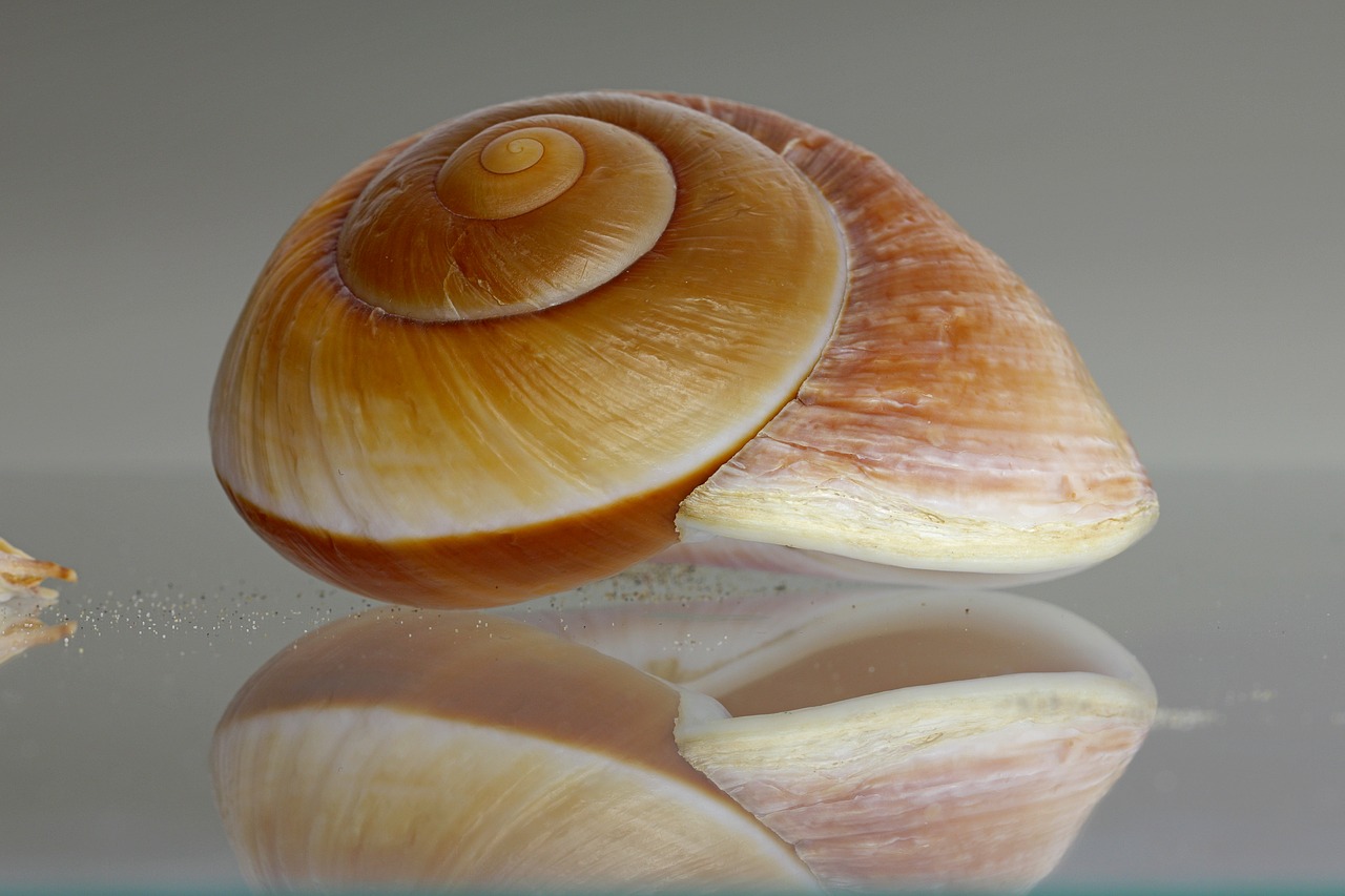 sea snail shell snail free photo