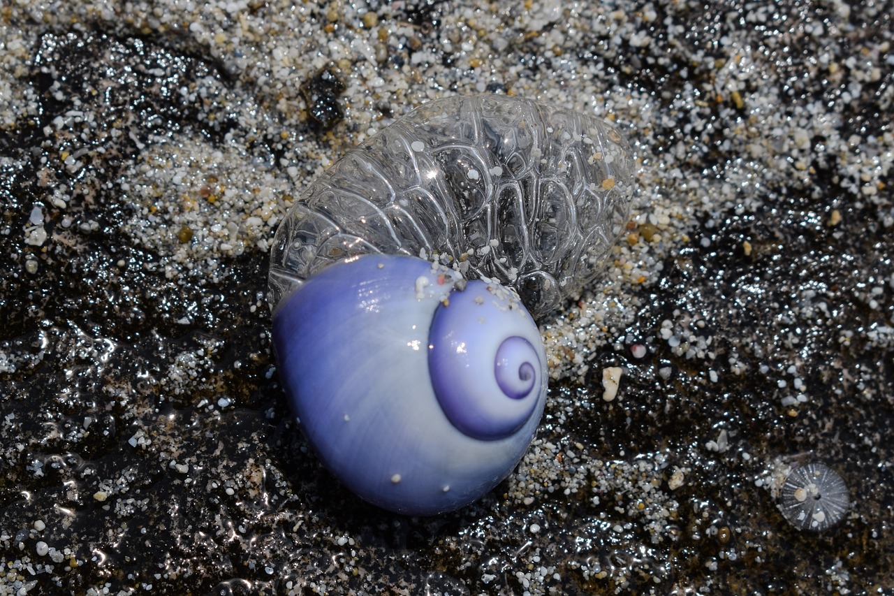 sea snail shell blue free photo