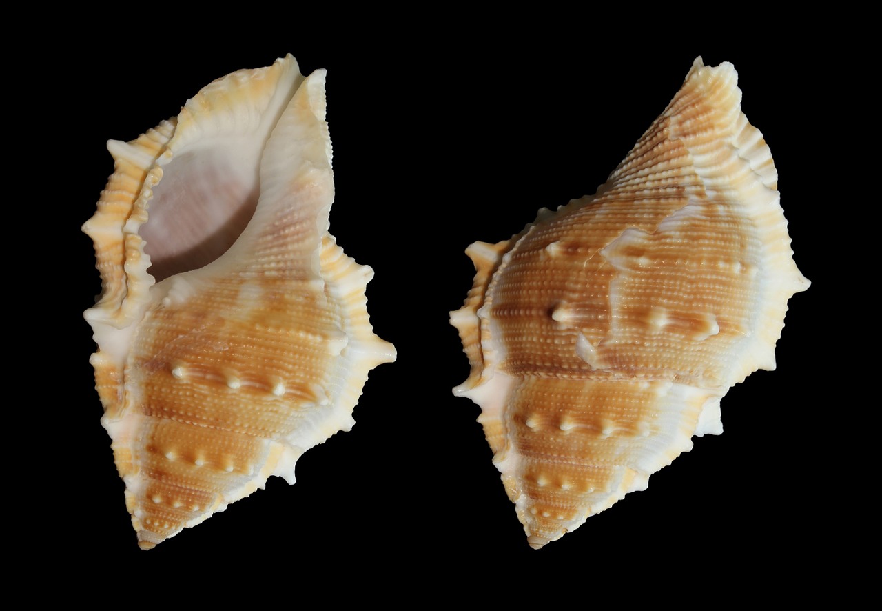 sea snail snail bufonaria perelegans free photo