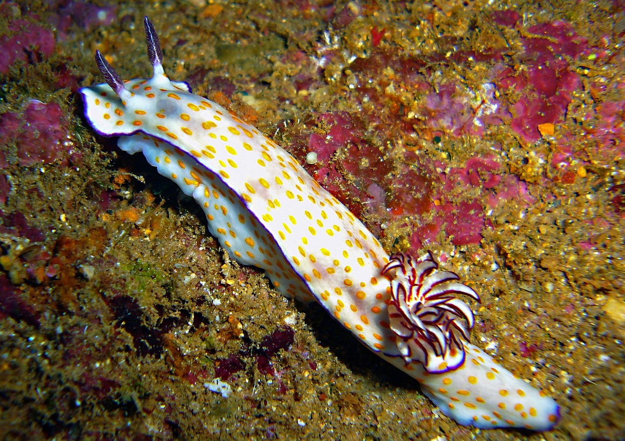 sea snail slug underwater free photo