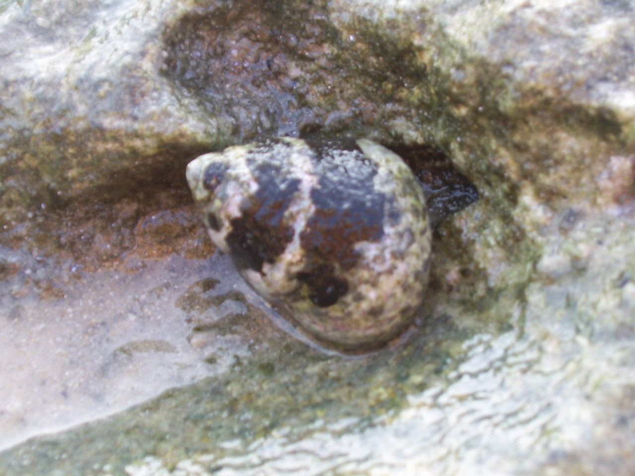 sea snail tidal free photo