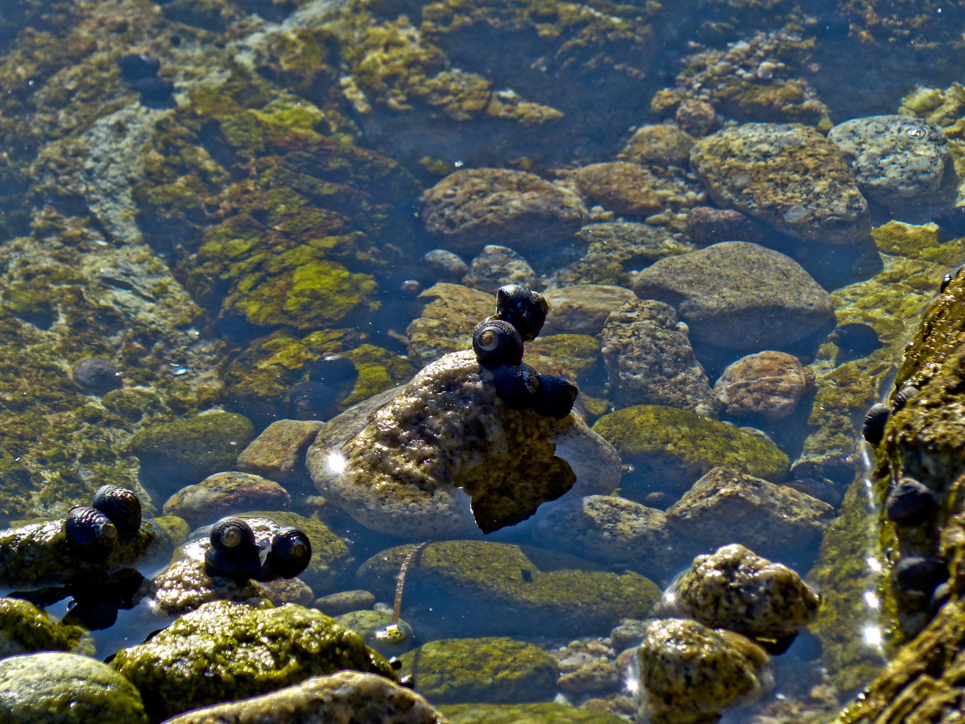 tide pool tide pool life snails free photo