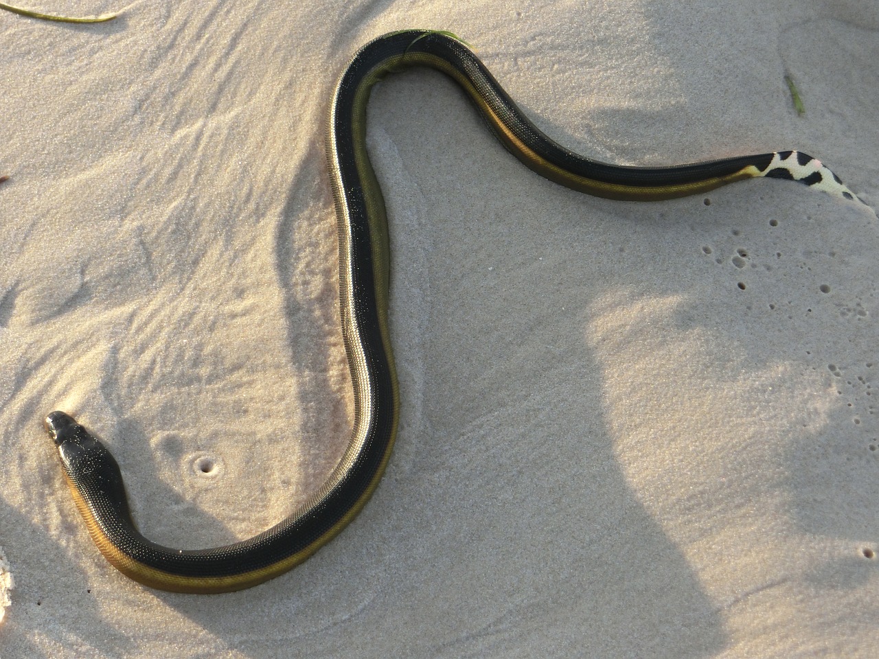 sea-snake venomous dangerous free photo