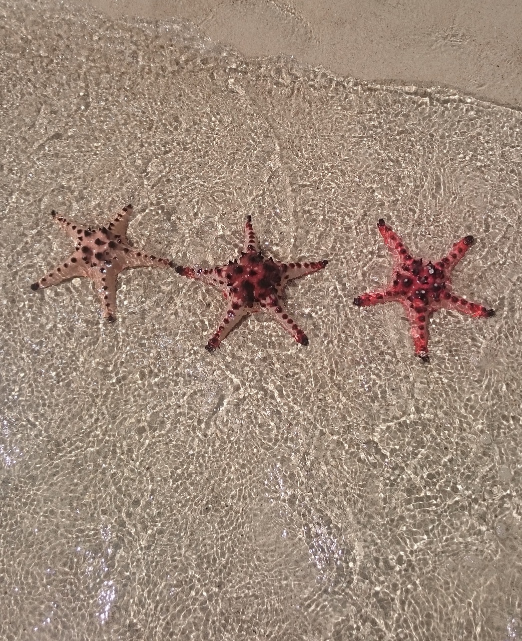 sea star star beach free photo