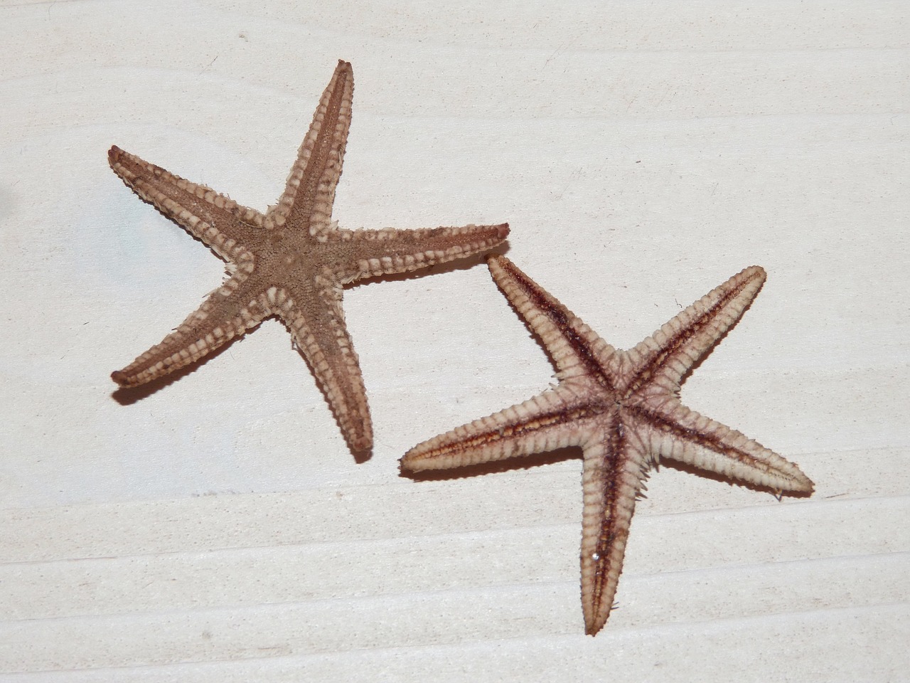 sea star star starfish free photo