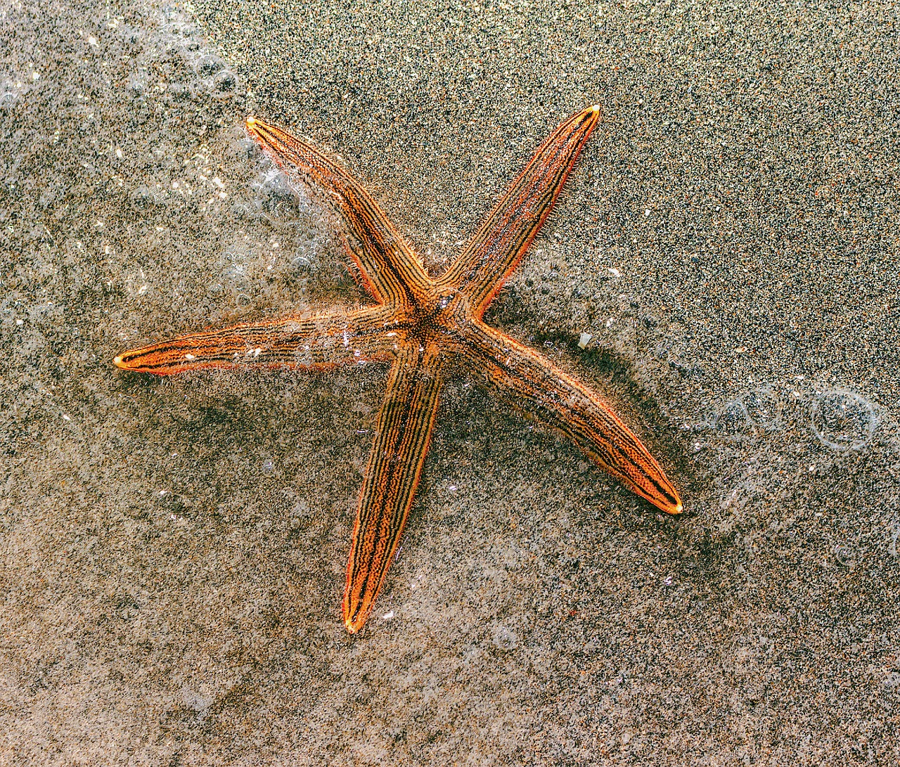 sea star sand beach free photo