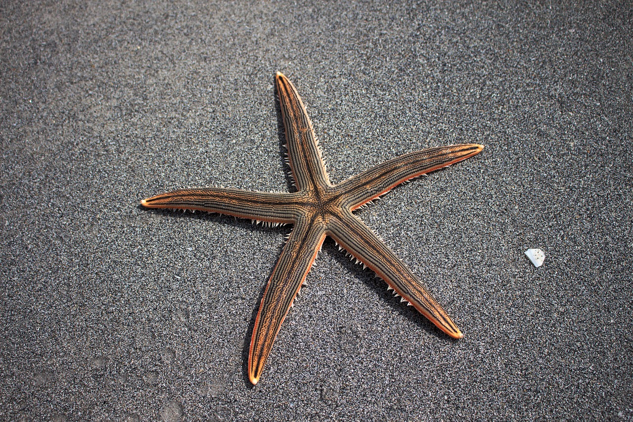 sea star beach marine fauna free photo