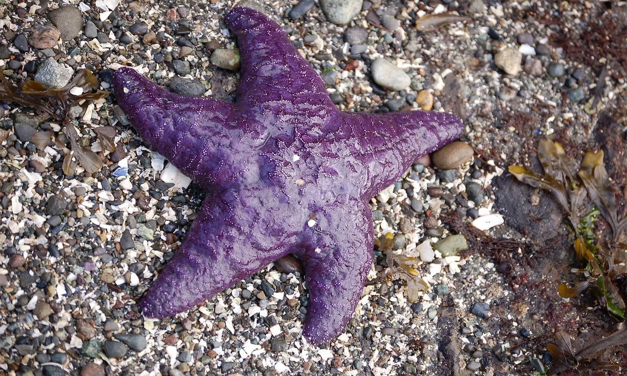 sea star star fish purple fish free photo